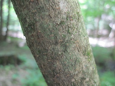 Виргински хамамелис — кора