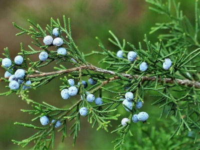 Виргинска хвойна — иглици