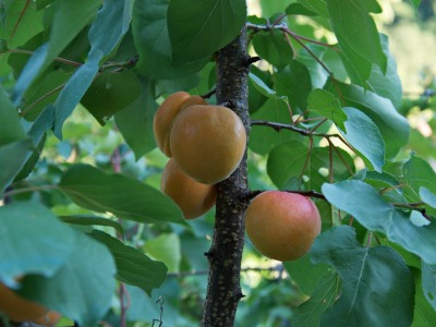 Кайсия — кора