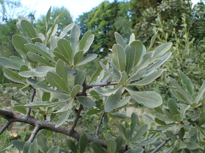 Маслиноволистна круша — листа