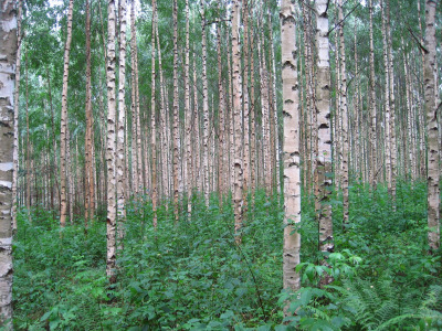 Бреза — кора