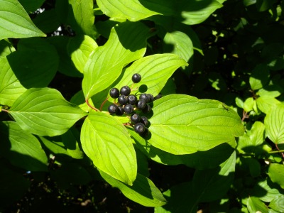 Кучи дрян — листа