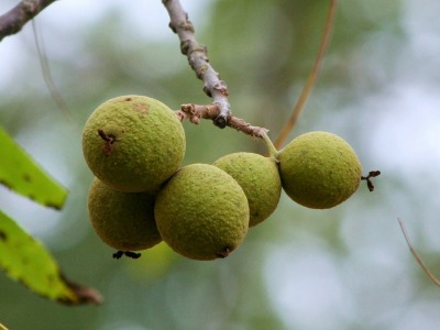 Черен орех — плодове