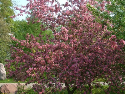 Пурпурна ябълка — общ хабитус