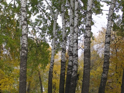 Сива топола — кора