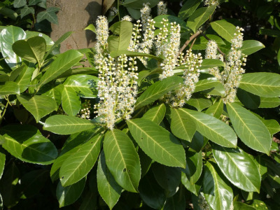 Лавровишна — листа