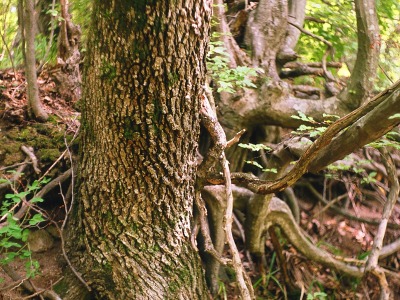 Космат дъб — кора