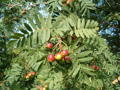 Скоруша — листа
