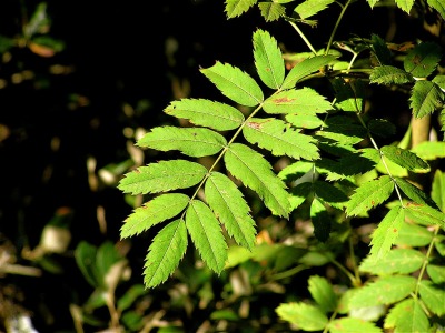 Скоруша — листа