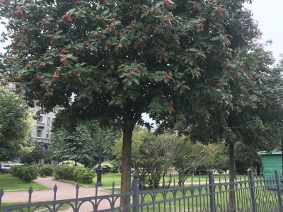 Шведски сорбус — общ хабитус
