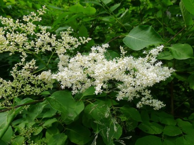 Амурски люляк — цветове