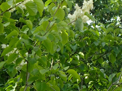 Амурски люляк — листа
