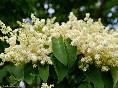 Амурски люляк — цветове