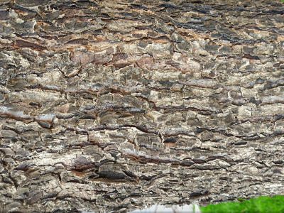 Брекиня — кора